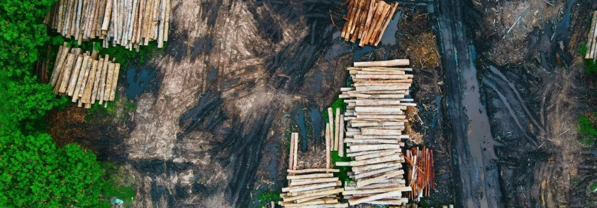 Deforestation has made Southeast Asia a net source of carbon