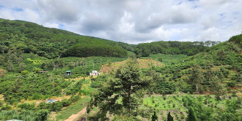 Màu xanh đại ngàn đổi sắc – Chuyển dịch cảnh quan, sinh kế và quản trị ở Tây Nguyên trong hơn ba thập kỷ qua